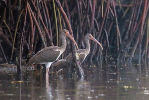 Una pareja de pájaros ibis blancos vadean en aguas poco profundas, rodeados por las raíces de un manglar.