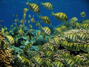 A dense school of yellow fish with black vertical stripes in bright blue water.