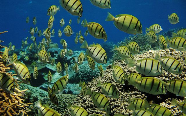 A dense school of yellow fish with black vertical stripes in bright blue water.