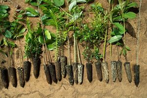 Native tree saplings are prepared for planting