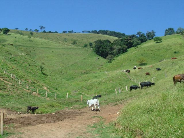 An agricultural field with cattle in Brazil's Mantiqueria mountains before forest restoration activities.