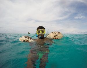 A man wearing a face mask and snorkel floats in the water holding a large sea cucumber in each hand.
