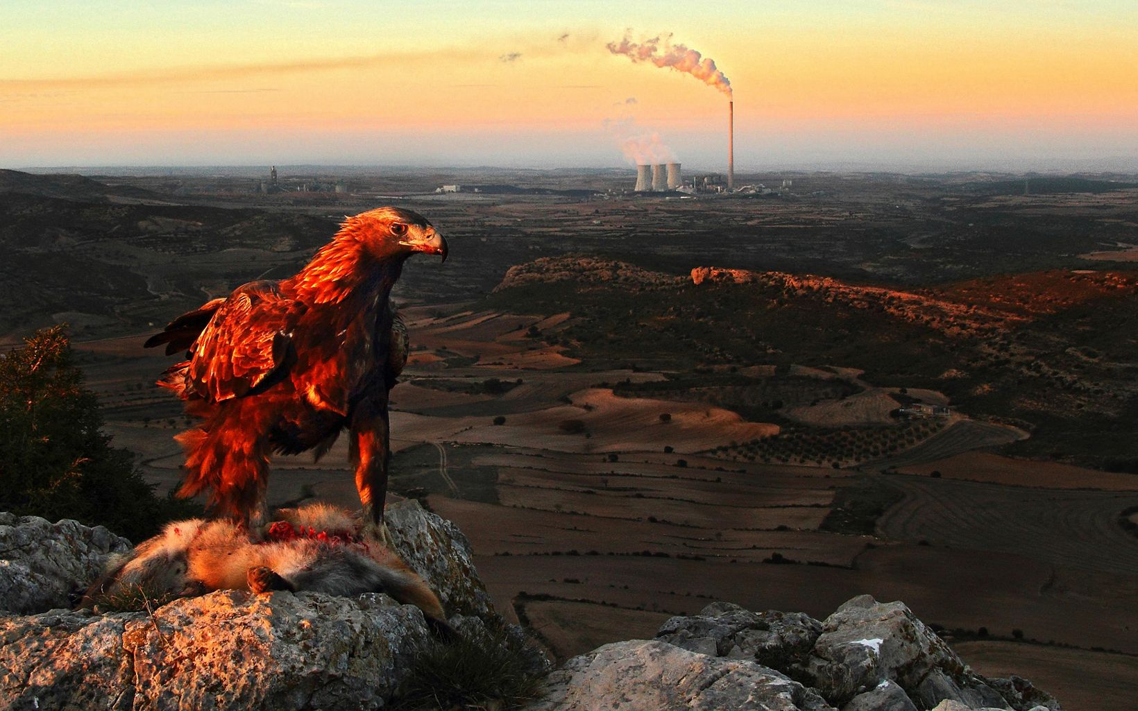 
                
                  Aragon, Spain A male golden eagle feeds on a red fox. Behind stands the Andorra thermal power station.
                  © Jonathan Díaz Marbá 
                
              