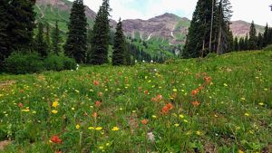 An alpine forest with wildflowers.