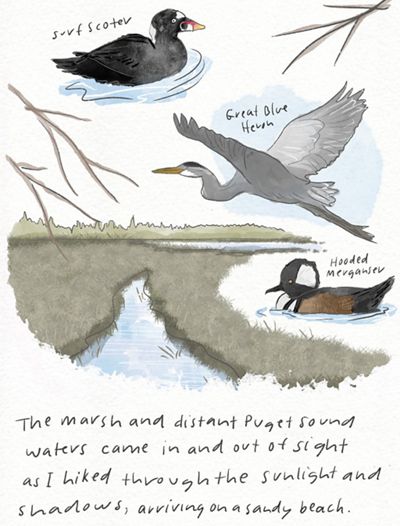 Illustration of waterbirds and words written in a field guide.