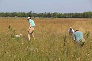 Three people kneel in the grass planting seedlings, with trees and blue skies in the background.