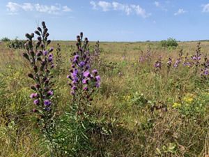 Landscape image of a sandplain grassland, with bright purple blazingstar plants in the foreground.