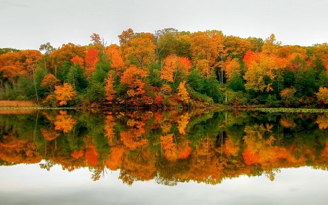 The orange, red and green autumn leaves of a stand of trees are reflected in the surface of a still body of water.