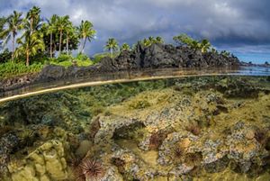 Split view above and under water showing corals below the surface and palm trees along the Maui coast.