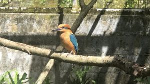 A male Guam kingfisher sits on a branch in a netted enclosure.