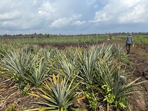 Pineapple plants grow low to the ground in a field in Indonesia. 