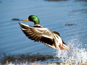 A mallard drake duck taking flight out of the wetlands of the Missouri Coteau in North Dakota that also provides habitat for pollinators and grassland birds.