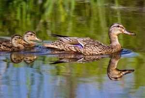 Mallard duck with ducklings.
