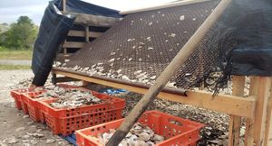 Oyster shells sifted through metal grate into buckets.