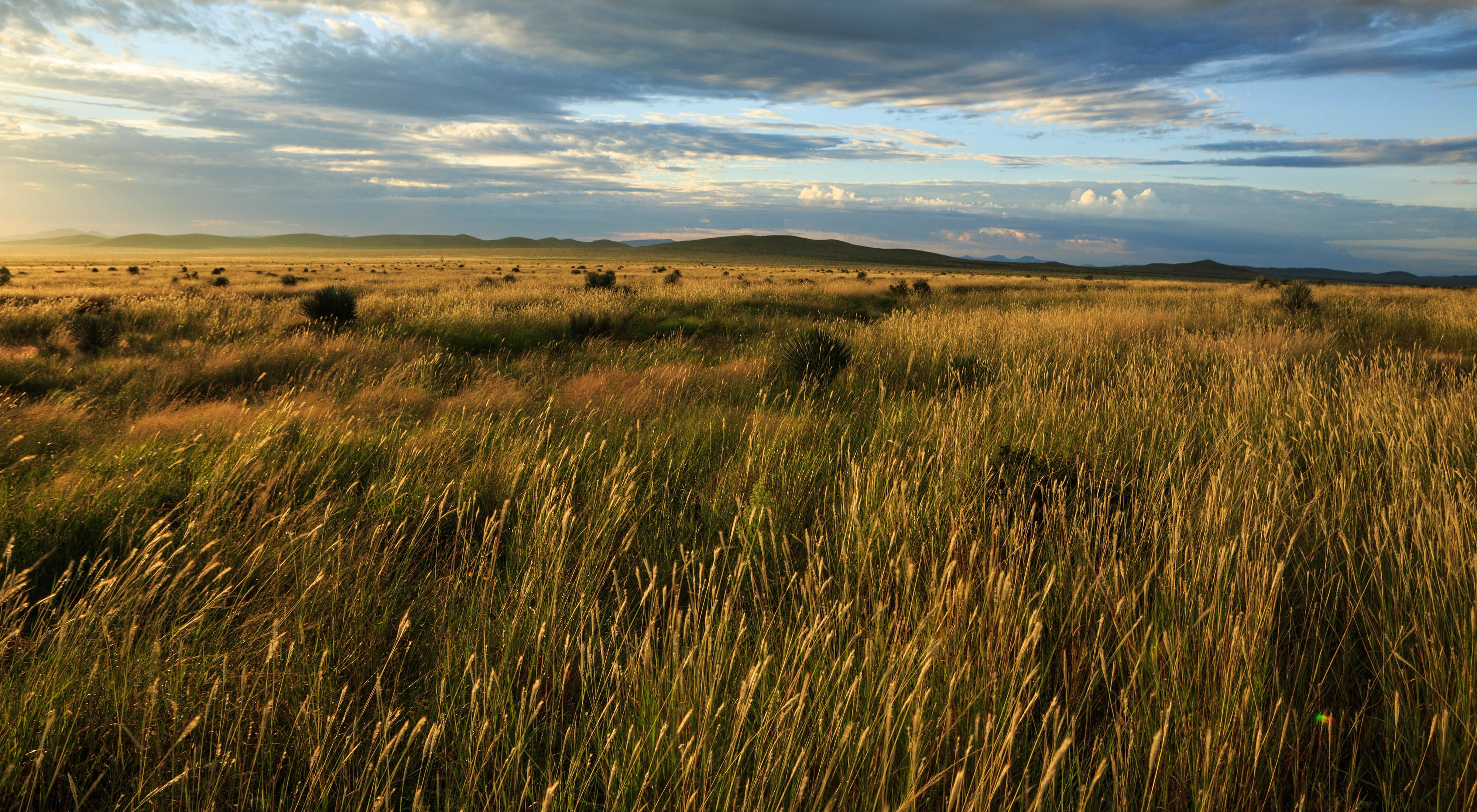 An open expanse of sweeping brown grasslands swaying in the wind and low mountains.