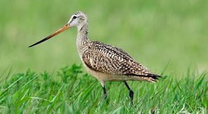 A brown bird with a long skinny beak and skinny black legs walks through green grass that is almost as tall as its legs.