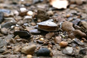 An open mussel shell sits in sandy soil.
