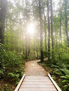 Sunlight streams through dense trees onto a boardwalk.