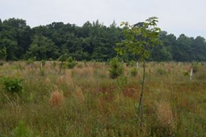 Green and brown tall grasses grown in a field around small trees.