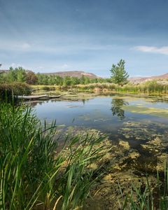 McCarran Ranch Preserve on the Truckee River 