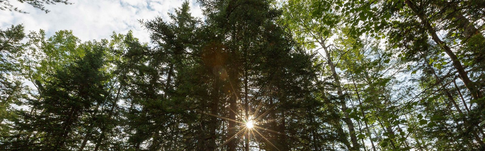 Sunlight shining through a stand of tall trees.