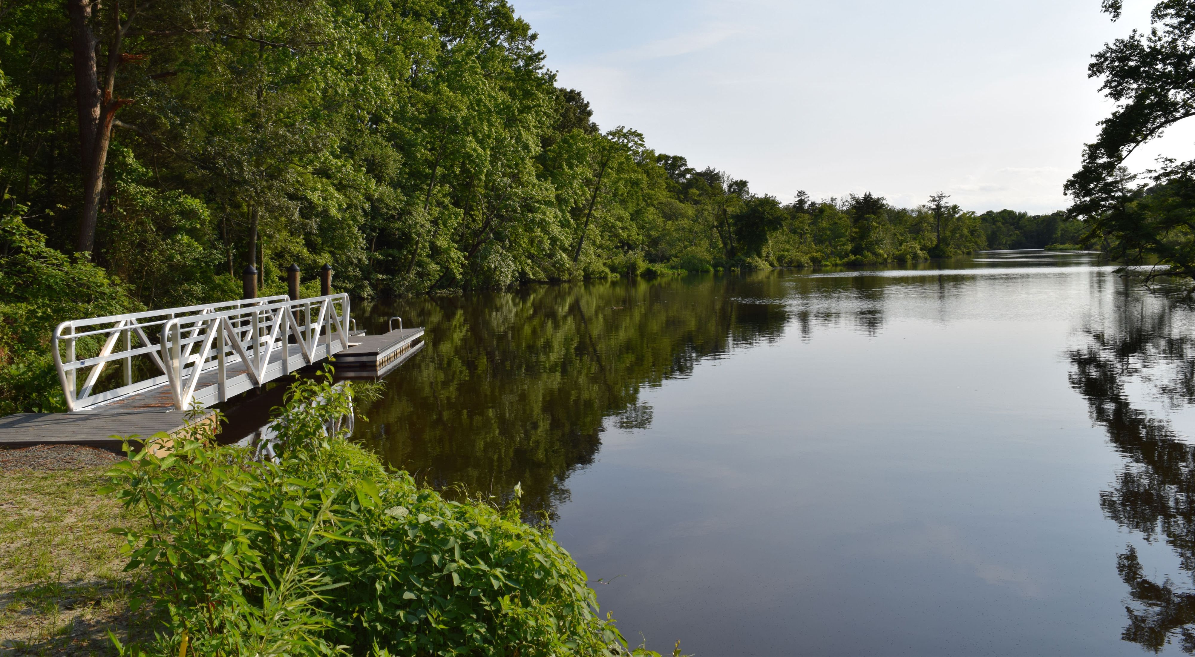 A short dock floats at the edge of the Broadkill River. The still surface of the water reflects the tall leafy green trees that line the river's edge.