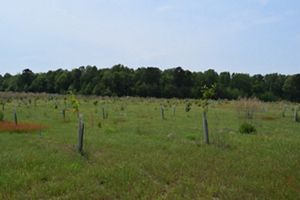 Rows of tall white plastic tubes fill an open field. Leaves on thin branches poke up through the tops of the tubes.