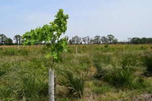 The green leaves of an oak sapling stick out above the top of a white projective tree tube.