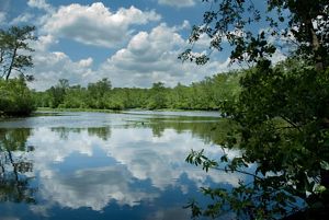 White, fluffy clouds and bright blue sky are reflected in the still, mirror like surface of Nassawango Creek.
