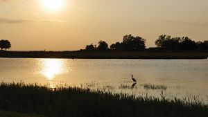 A great blue heron hunts for fish on the Chesapeake Bay.
