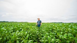 Farmer stands in soybean field. 