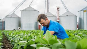A man wearing a blue shirt kneels between rows of short, leafy plants. Four tall silver silos line the horizon behind him.