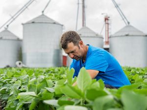 A man wearing a blue shirt kneels between rows of short, leafy plants. Four tall silver silos line the horizon behind him.