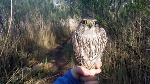 A hand tightly grips the feet of a small falcon. The bird has bright black eyes and brown and white mottled feathers.