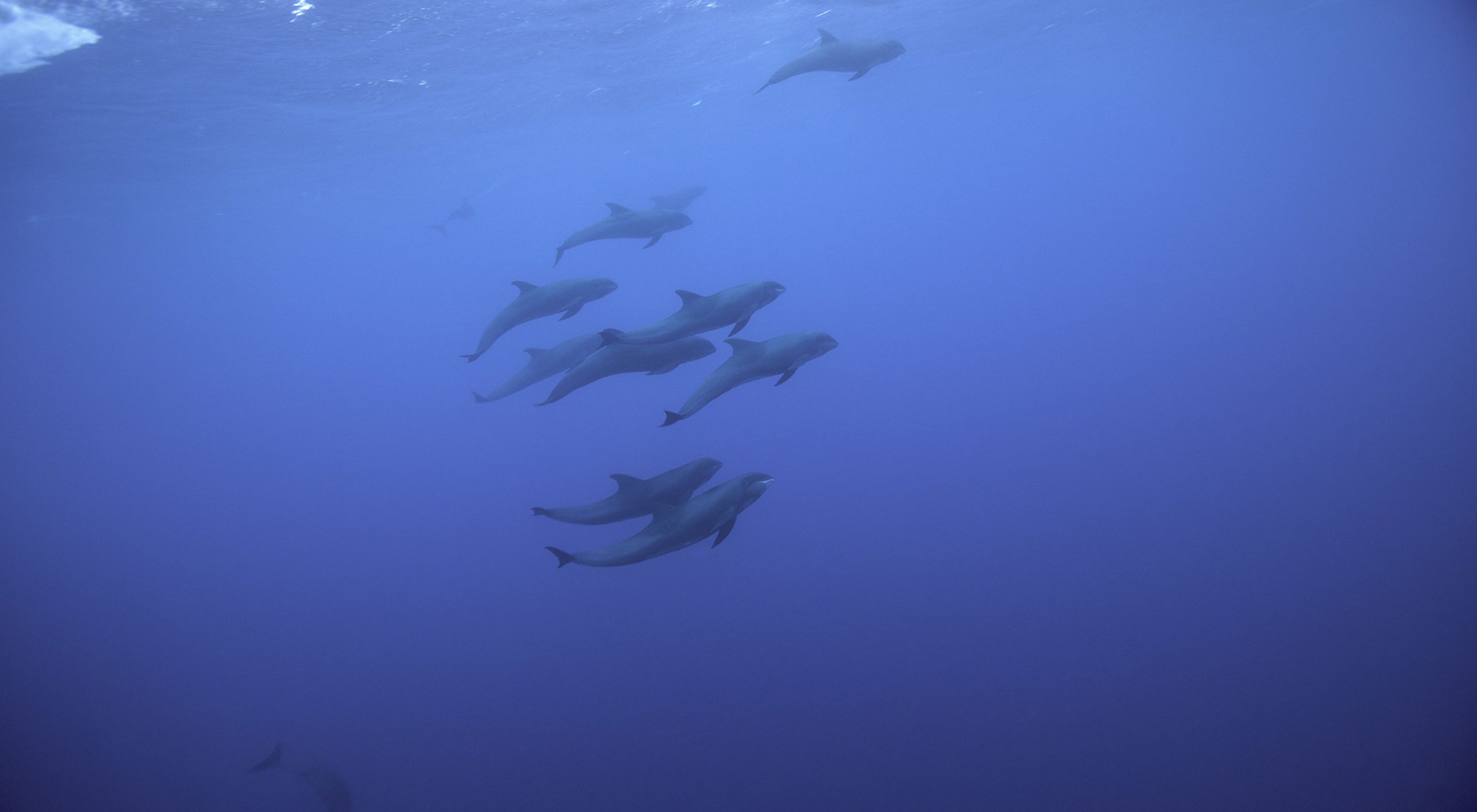 melonhead whale group in deep blue water (look like dolphins)