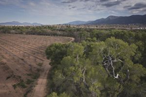 Campos de cultivo rodeados de arboles.