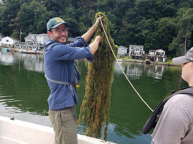 Erick Elgin of MSU Extension holds a mass of green plants that were pulled from the water of Lake Ontario using the rake.  
