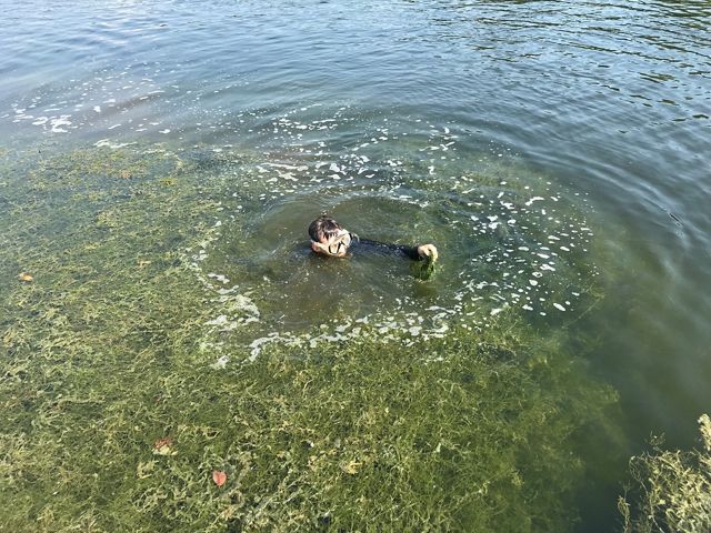A swimmer encounters a dense almost impenetrable mat of invasive starry stonewort in the Great Lakes region.
