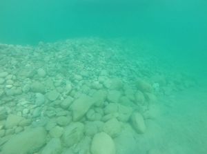 An underwater view of a cobble reef habitat that slopes down to the right until it flattens out along the bottom of a green lake.