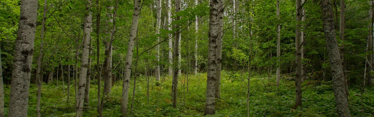 A lush, green forest at the Helmut & Candis Stern Preserve at Mt. Baldy located in the Keweenaw Peninsula in Michigan's Upper Peninsula.