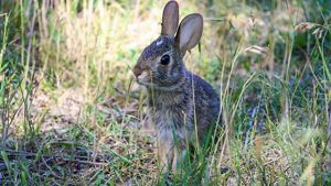 A close up of a rabbit at Ives Road Fen Preserve in Michigan.