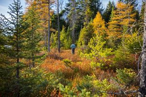 A person walks through a forest of trees that are covered in changing leaves.