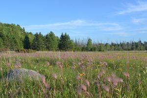 Green grassy field mixed with soft pink plumes of prairie smoke with forest in the background at Maxton Plains Preserve, Michigan..