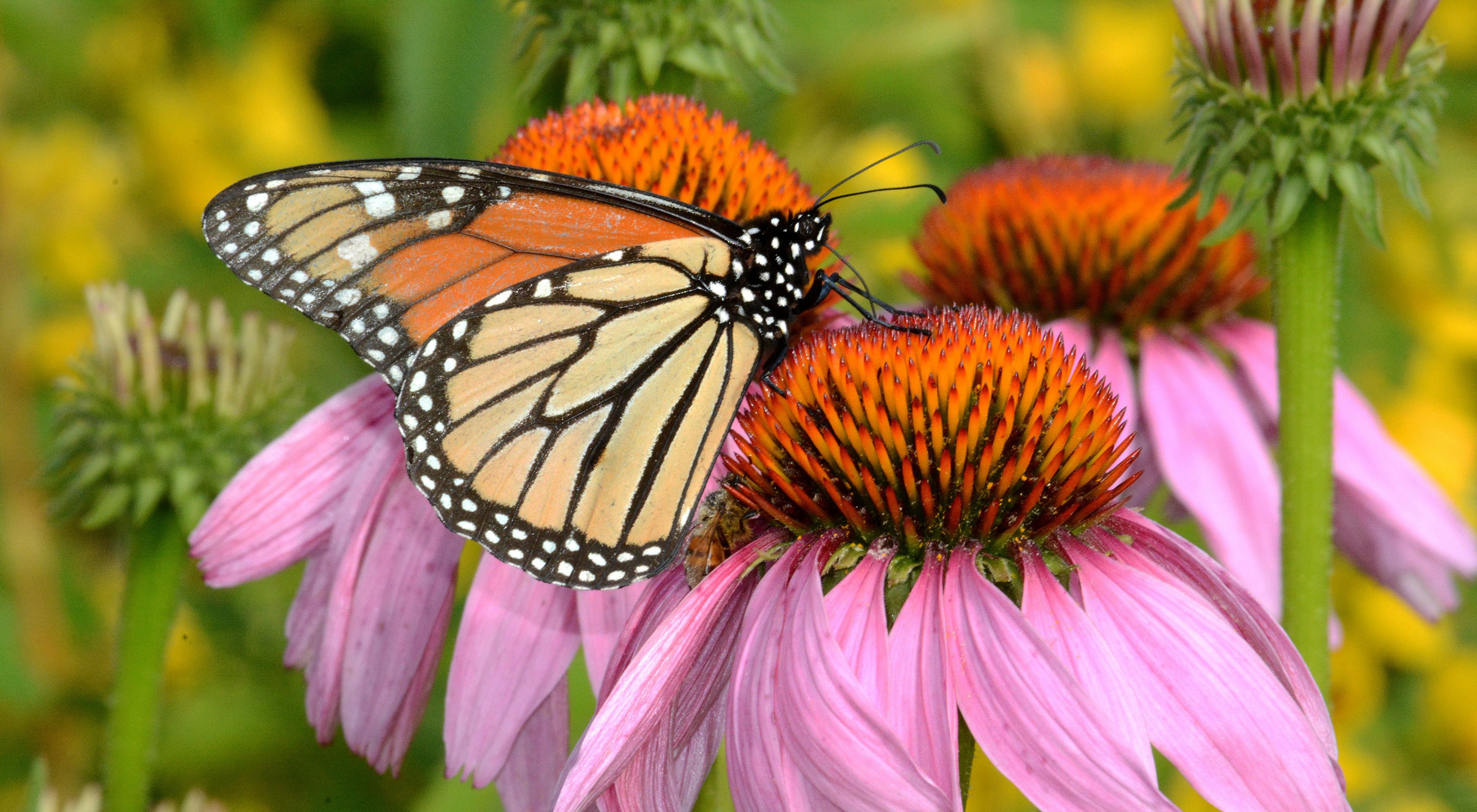 A monarch butterfly rests on a purple coneflower.