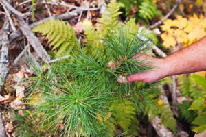 A person holds the stem of a small tree. 
