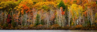 Image on the left of a dense area of trees in Michigan. On the right is the question: How many mature trees are needed to provide enough oxygen for one person to breathe over the course of a year?