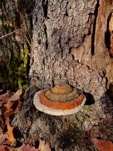 Colorful fungi grows on a tree