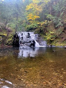 A waterfall rushes into a calm river. The area is surrounded by towering trees. 