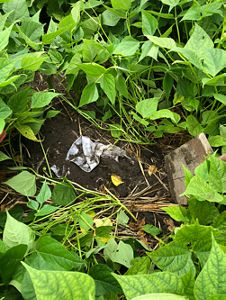 A pair of underwear are partially buried in a field in Saginaw Bay, Michigan. 
