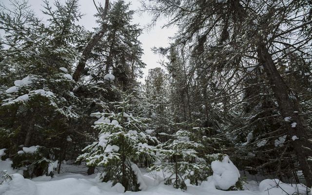 Bright white snow covers the trees at the John Arthur Woollam Preserve in Michigan. 